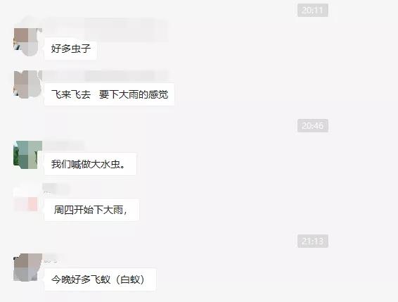 大量飞蚁进屋注意事项,广西人看到飞蚁有多兴奋