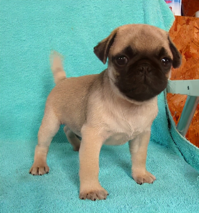 巴哥犬中最便宜多少钱呀,一只巴哥犬最便宜多少钱