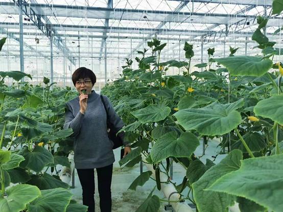 带你江西奉新看菜去，去了绝对不后悔