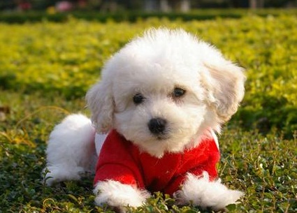 比熊太喜欢舔人,比熊太兴奋了不听话