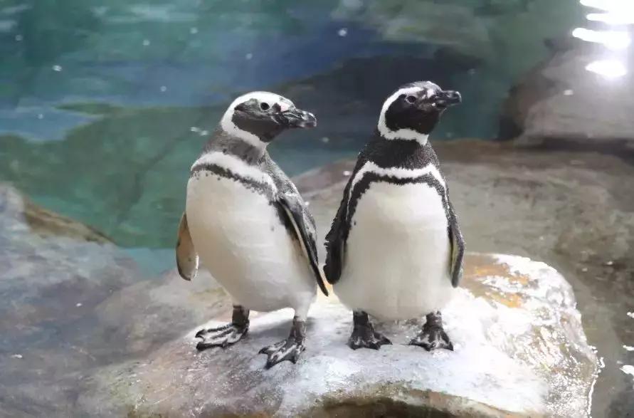 西安圣诞节礼物在哪买,西安圣诞节礼包免费领取