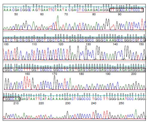 金唯智新型技术测通AAV-ITR区域，解决基因疗法痛点