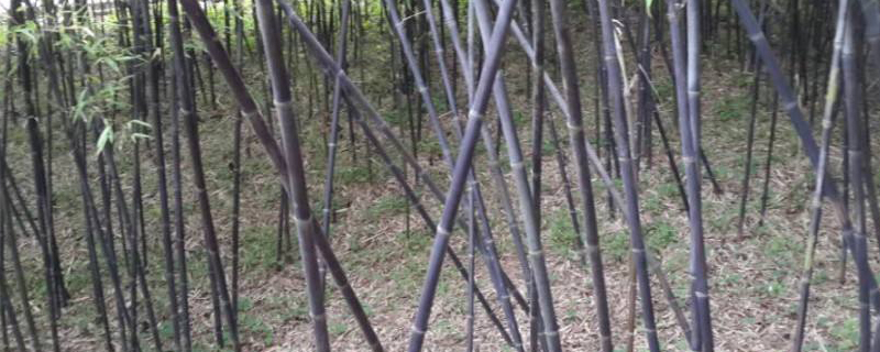 紫竹怎么养才能更旺盛,如何养护紫竹和禁忌事项