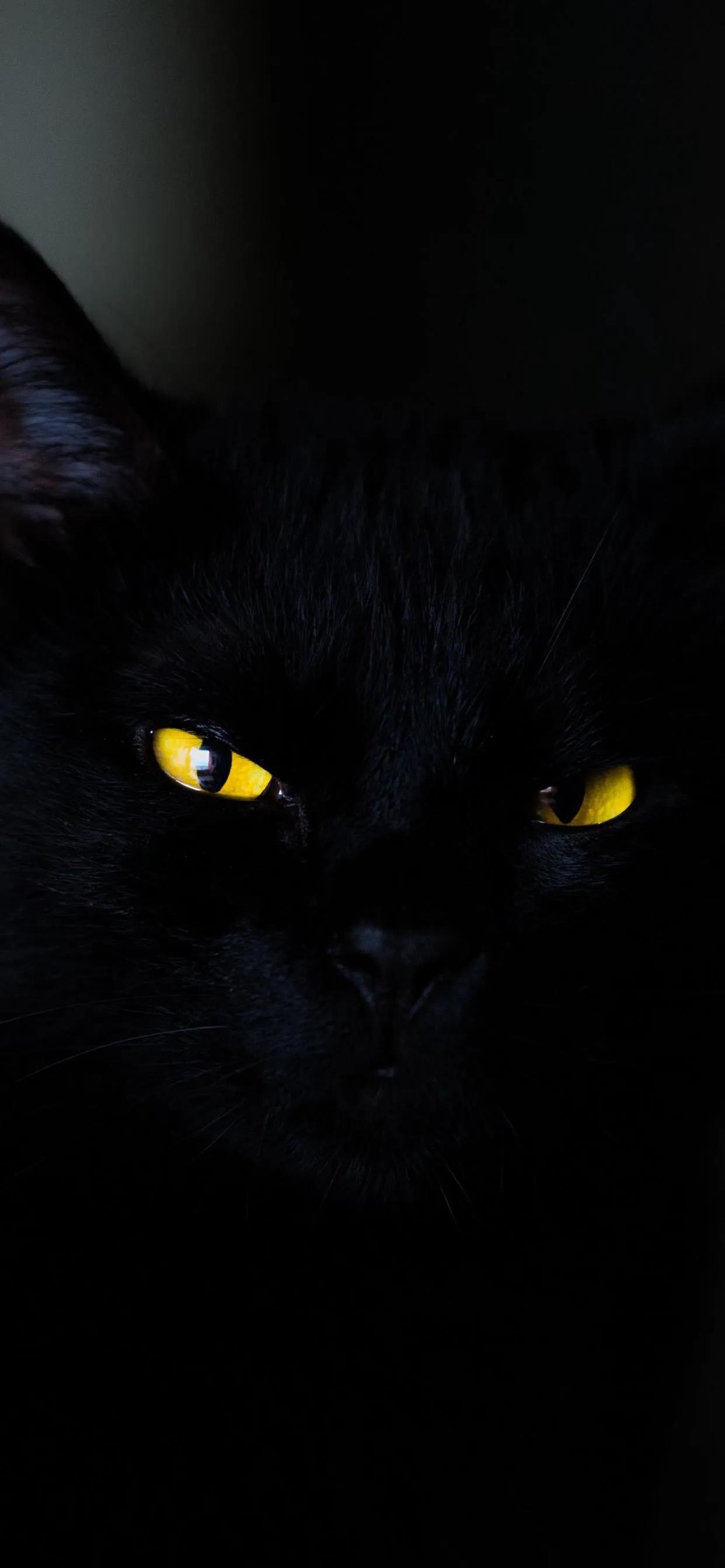 鑺卞崏榛戣壊鑳屾櫙绔栧睆楂樻竻澹佺焊,椤剁骇绂呮剰澹佺焊瓒呮竻榛戣壊鑳屾櫙