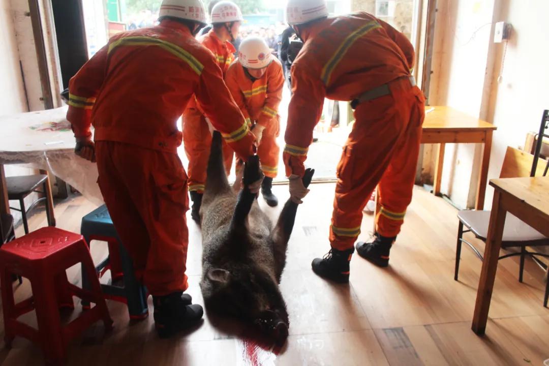 野生动物与人类关系再次被重视,野生动物逐渐减少该如何保护