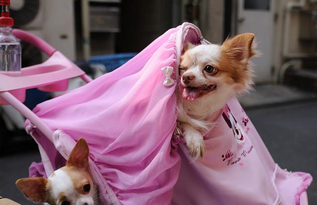 盘点十个日本的奇葩冷知识,你不知道的那些日本奇葩事