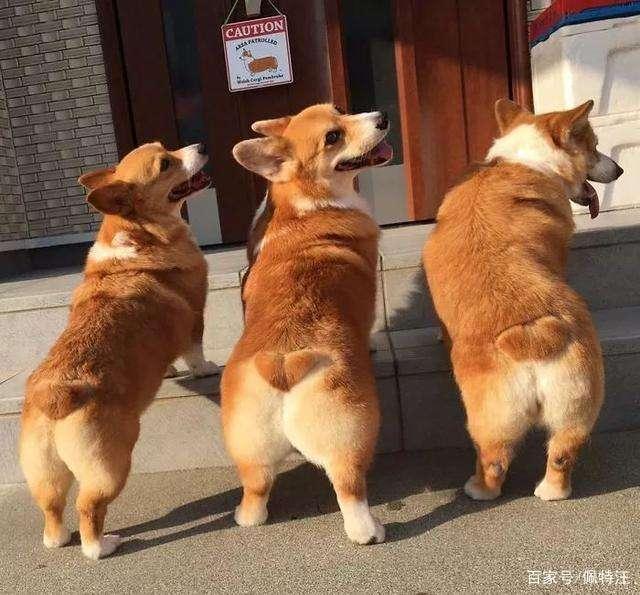 柯基怎么养漂亮,柯基断尾对柯基有什么好处