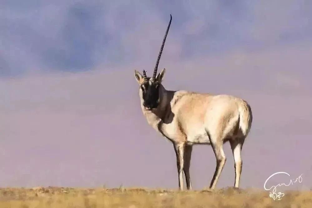 高管辞职钓鱼，外卖小哥猝死在家：不是所有成功，都叫年入百万