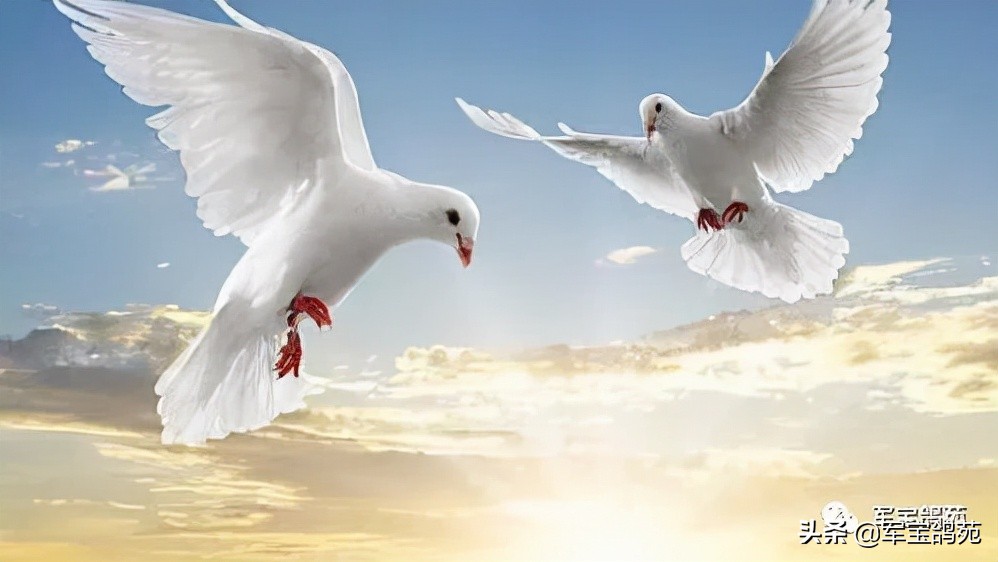 鸽子体外寄生虫怎么治疗,鸽子体内有寄生虫用什么药