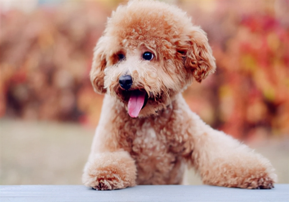 狗狗的尿尿有血怎么回事,狗狗没有什么症状尿尿出血