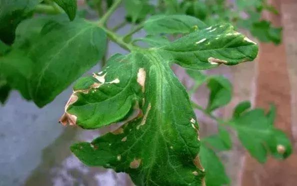 代森锰锌能治土壤板结吗,代森锰锌能防哪些病