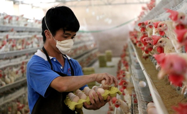 蛋鸡夏季不产蛋,蛋鸡不产蛋怎么回事