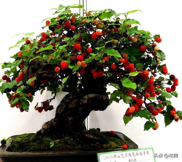 家里种盆栽桑树好吗,桑树盆景几年结果