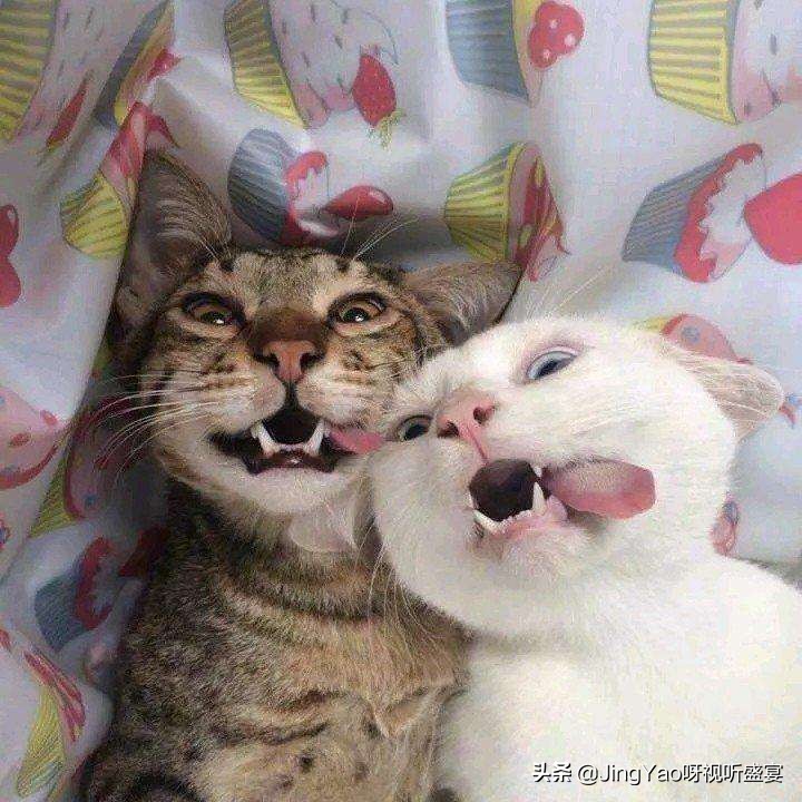 雄性:猫、虎除了舌头,还有一个器官长倒刺!连蛇也有不可思议!