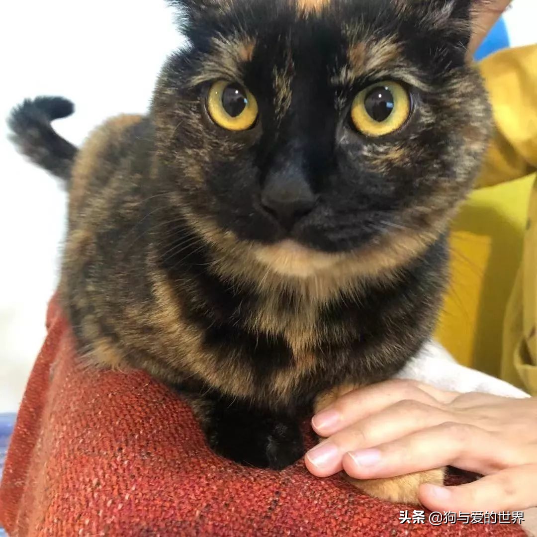 猫猫为什么喜欢躲在暗处扑人,猫猫为什么把爪子藏起来