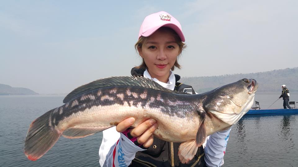 狮子鱼为何在美国泛滥成灾,蛇头鱼在中国为什么不泛滥