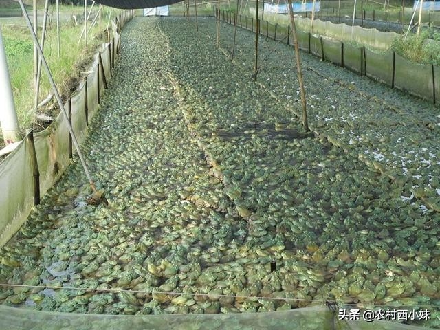 牛蛙养殖技术及牛蛙养殖方法介绍,牛蛙养殖技术及牛蛙养殖方法视频