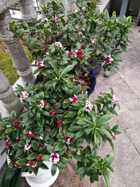 金边瑞香怎么养才能养得更好,金边瑞香怎么养才能长得快