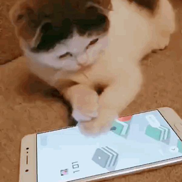 猫咪饲养管理现状,猫和老鼠猫咪现状