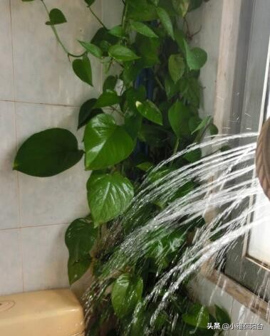 绿萝几个月没有浇水根部发黑,绿萝叶子蔫了变软发黑是什么原因