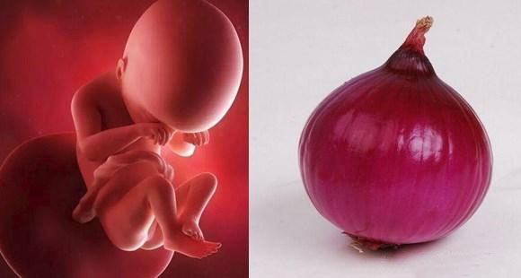 1-40周胎儿发育拍照片记录对比,一张图看懂胎儿发育