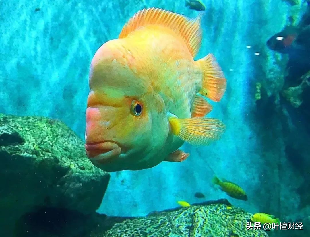 专业投资者需要合格投资者认定吗,合格投资者认定条件包括投资经历