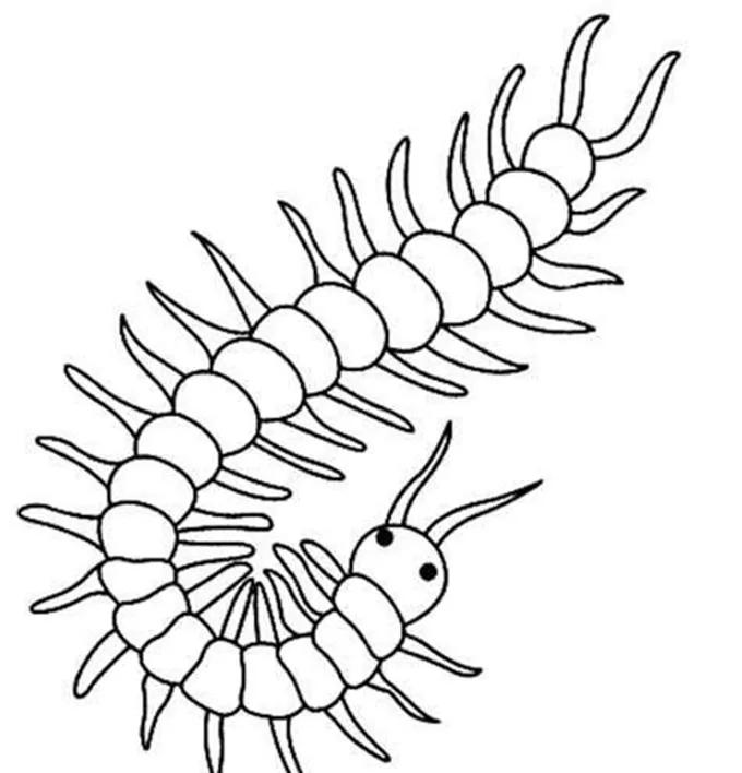 蚰蜒种类,蚰蜒的功能与禁忌