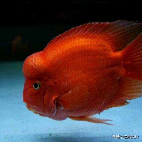 鹦鹉财神鱼养多少条好,财神鹦鹉鱼寿命多少年