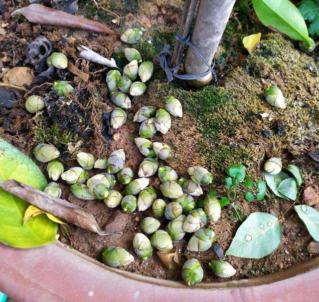 茶花花苞长时间打不开有什么办法,茶花花苞打不开就掉了怎么办