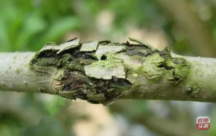 种植杨梅树多少平米一棵,杨梅树庭院种植位置图片