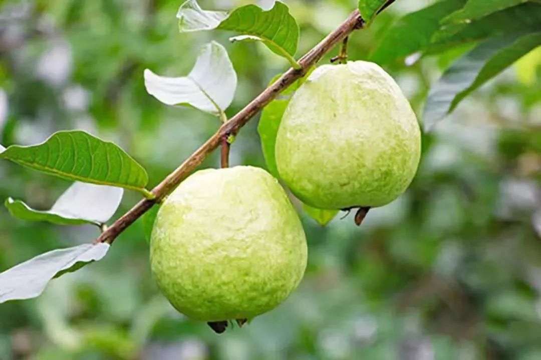 走在乡间小路观赏田园风光体验,看田园风景品乡间生活尝农家美食