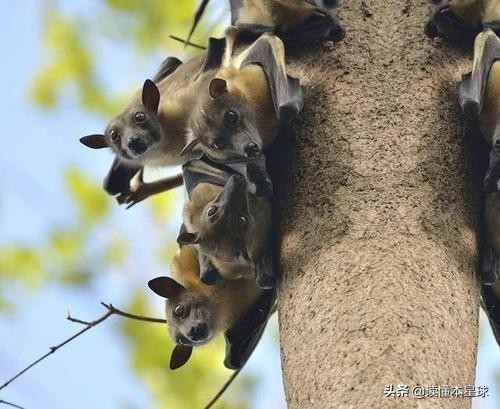 为什么埃博拉病毒总是突然消失,埃博拉病毒已复活了吗