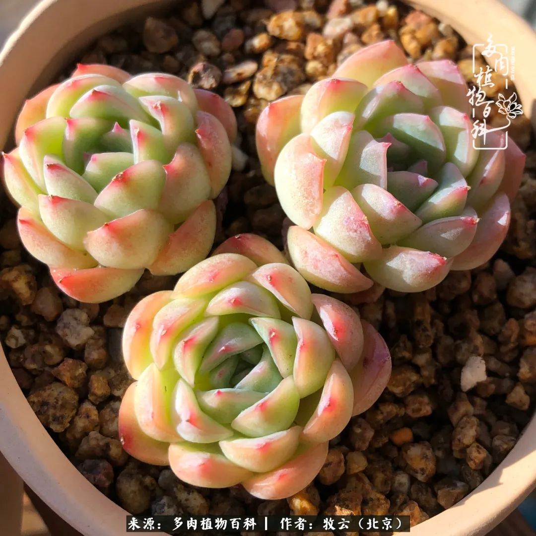 多肉植物生活,多肉生活充满诗意