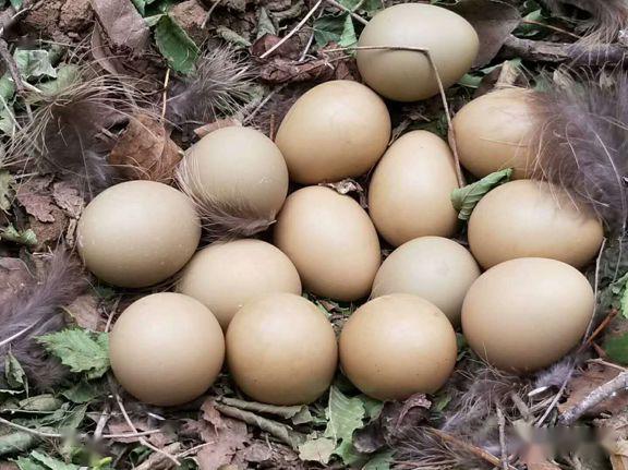 忻州花卉植物园,山西原平植物园