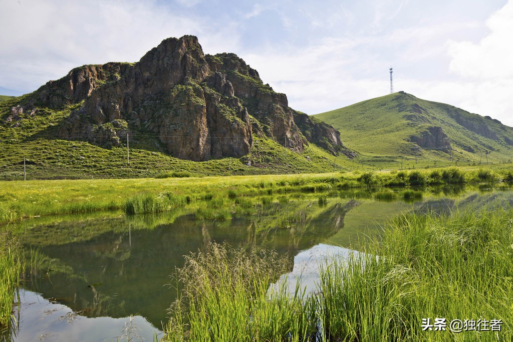 丰宁野花,丰宁坝上草原花海