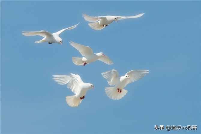 猫咪患上猫鼻支症状,猫咪眼睑炎的6大表现症状