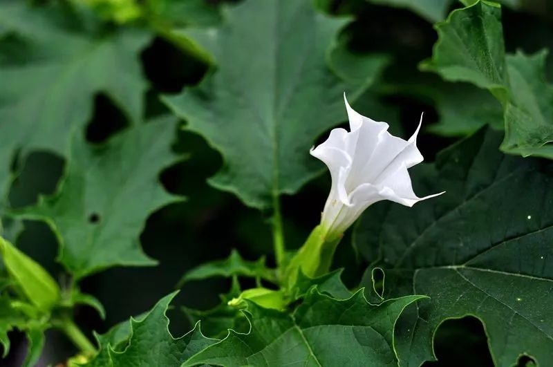 喉咙痒咳嗽吃什么蔬菜最见效,嗓子干痒咳嗽适合蔬菜