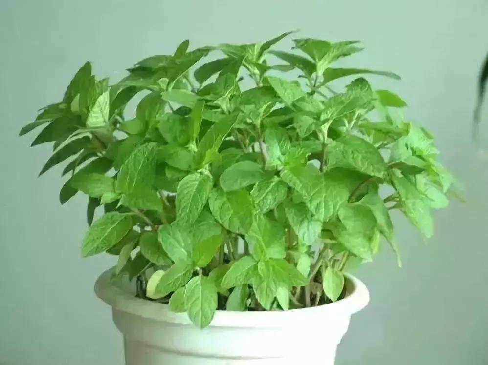 什么花吸甲醛油烟,能吸甲醛油烟的20种植物家家必养