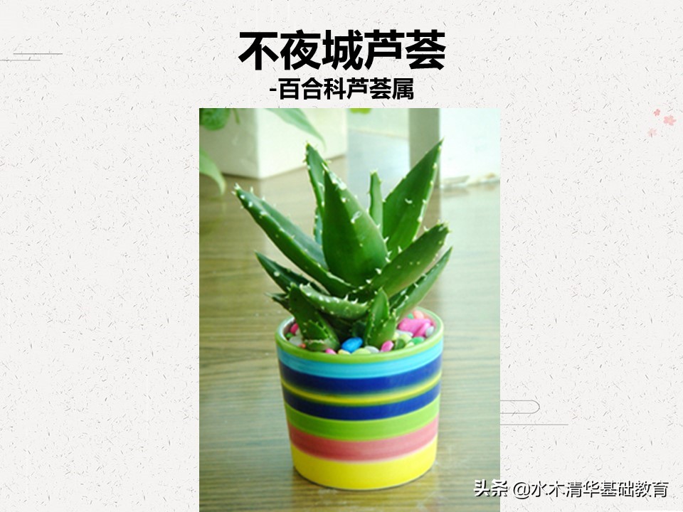 梦幻女王多肉植物百科图谱,原产地多肉植物图谱pdf