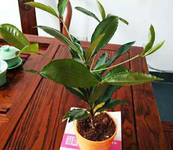 盆栽黄金万两的方法,黄金万两盆栽怎么才能结果