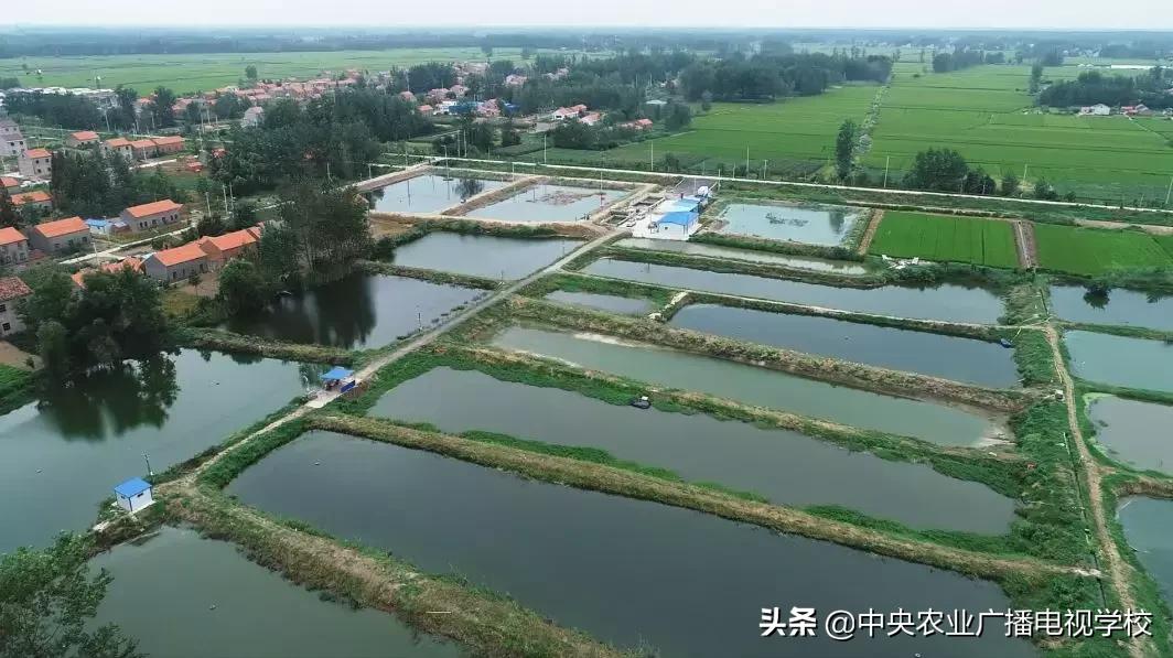 养黑鱼视频大全集,农广天地黑鱼养殖技术视频