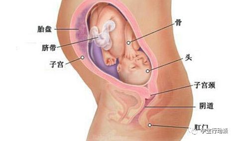 孕期指南第6周,孕期记录第38天