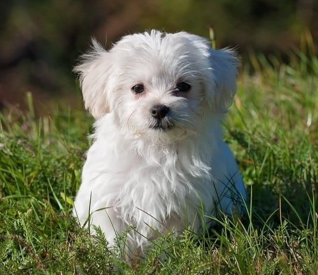 狗狗排便怎么才能带它去正确地方,不让狗狗室内排便怎么训练