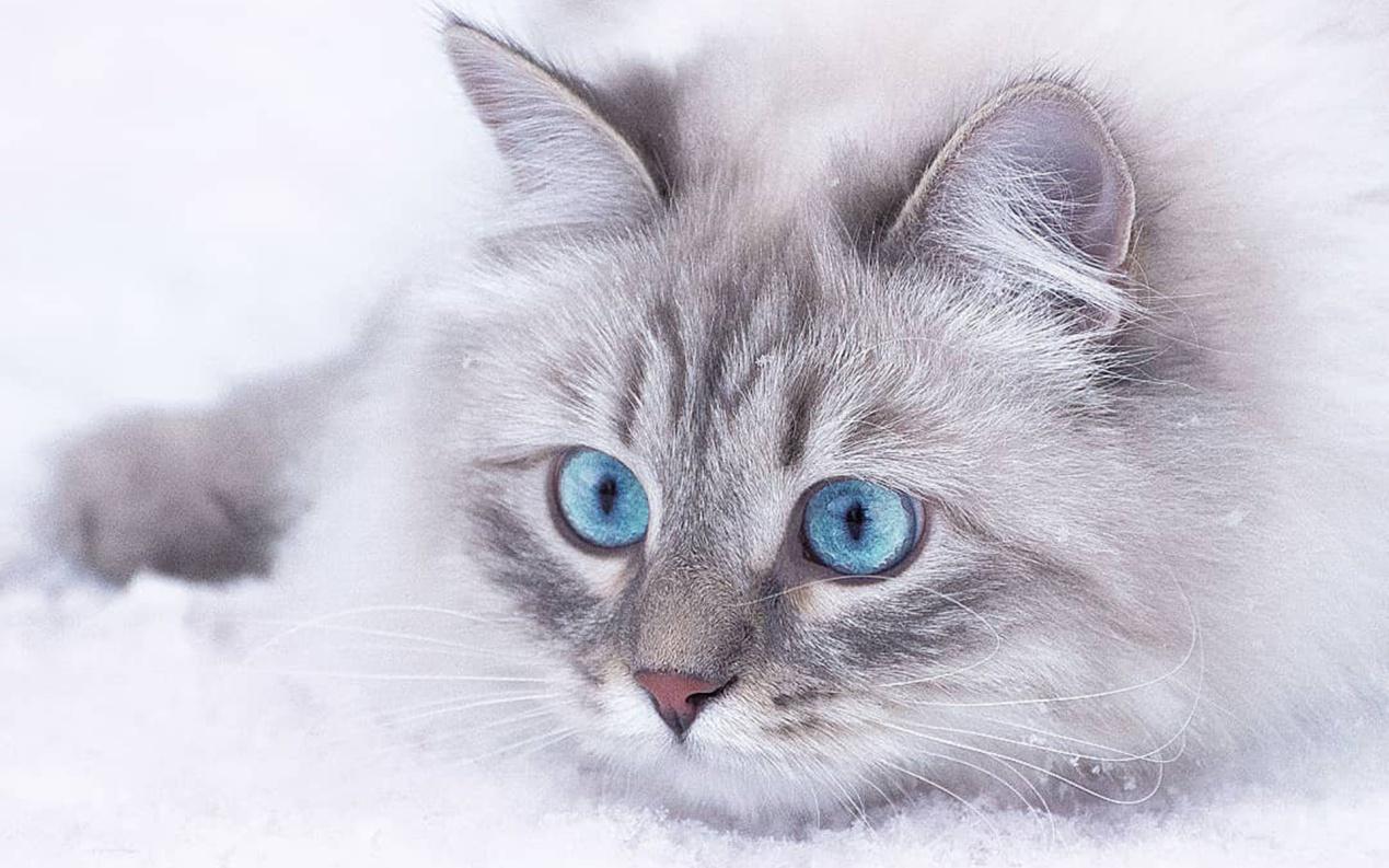 养猫猫毛对人有危害吗,猫毛会进入人的呼吸道吗