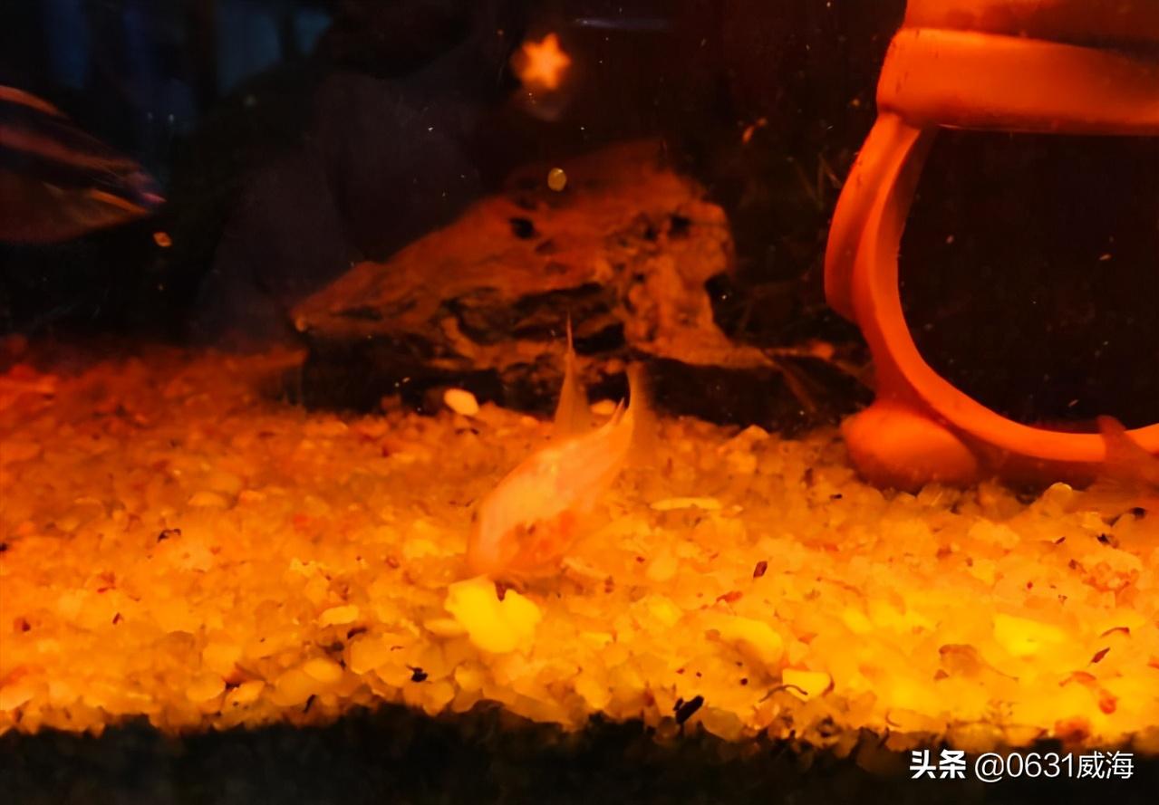 养鼠鱼怎么养水草,养鼠鱼需要注意什么事项