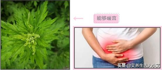 艾草如何补充女人阳气,做艾草垫对女人的十大好处