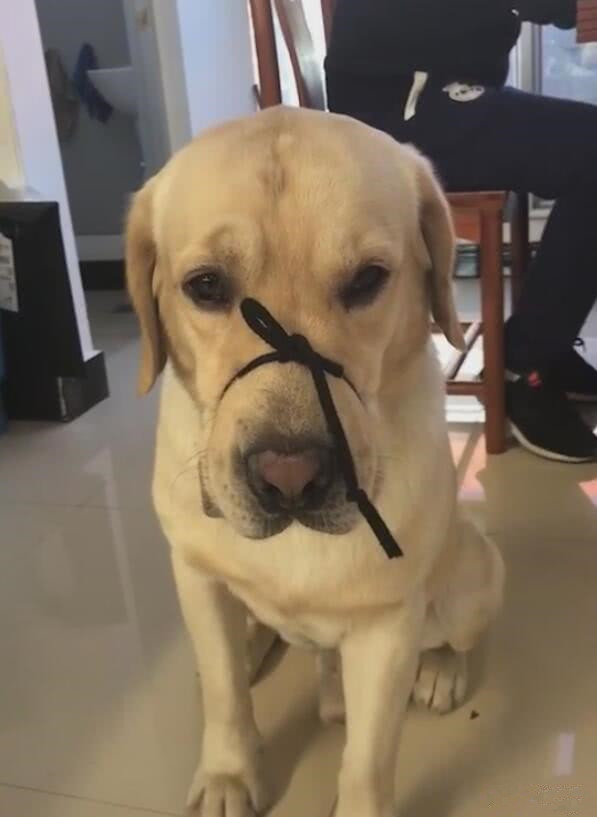 狗子半夜突然朝门外叫,半夜狗叫扰民不知道谁家狗怎么办