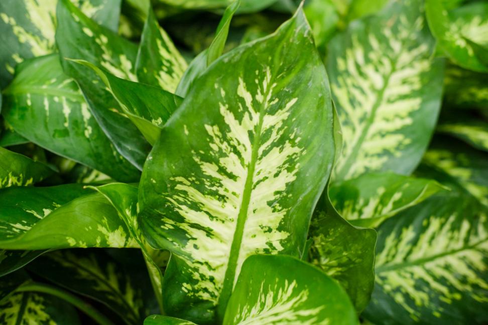 万年青冬天养护方法,万年青怎么养让它开花