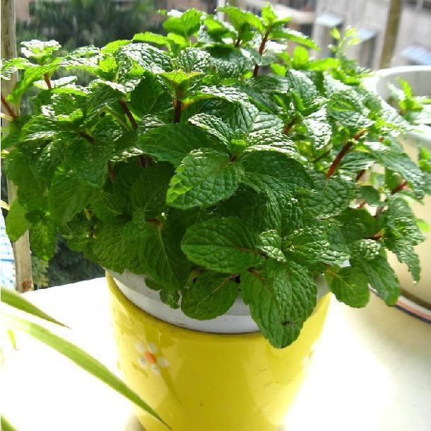 叶片皱巴巴,叶片皱皱巴巴没光泽