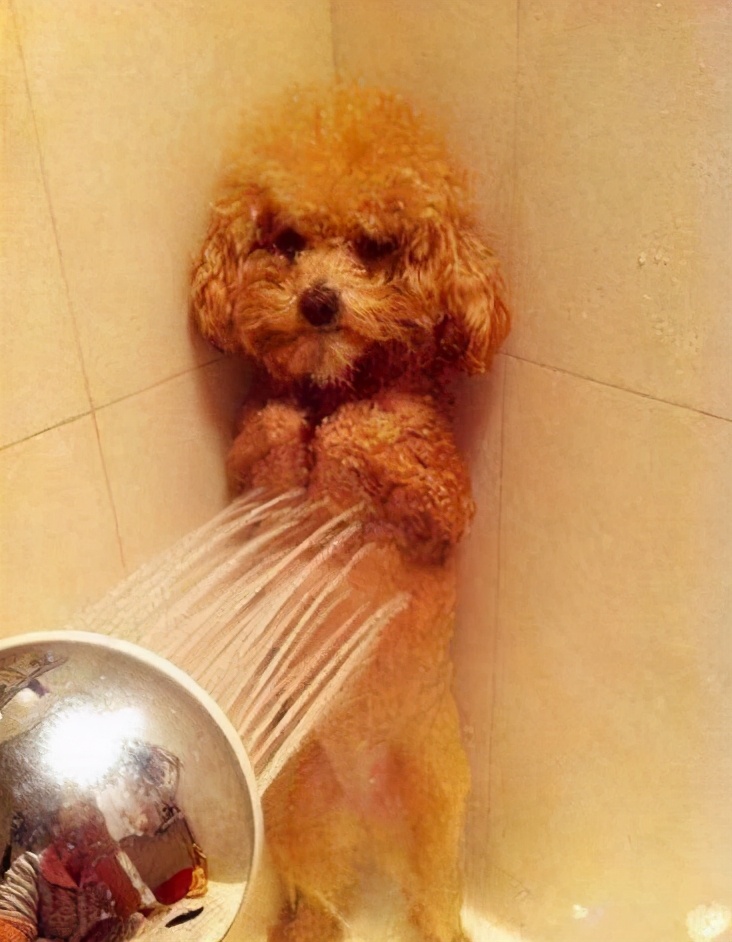 狗狗为什么抗拒洗澡,狗狗为什么抗拒在卫生间上厕所